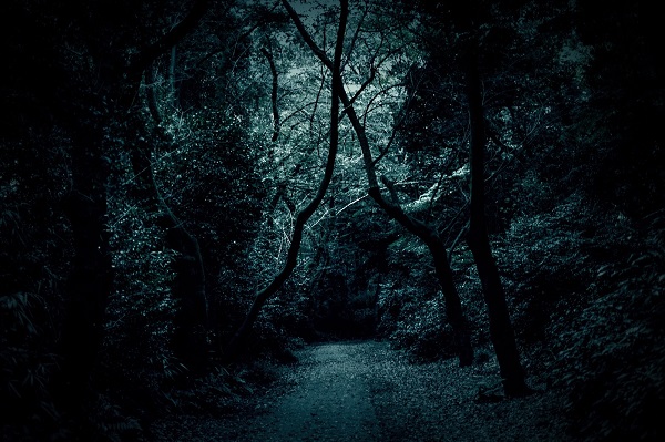薄暗い森の中の道の画像