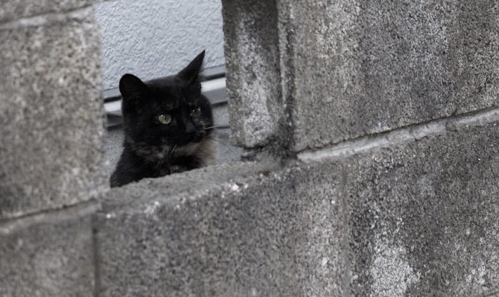 ブロック塀の隙間から猫が顔を覗かせている画像